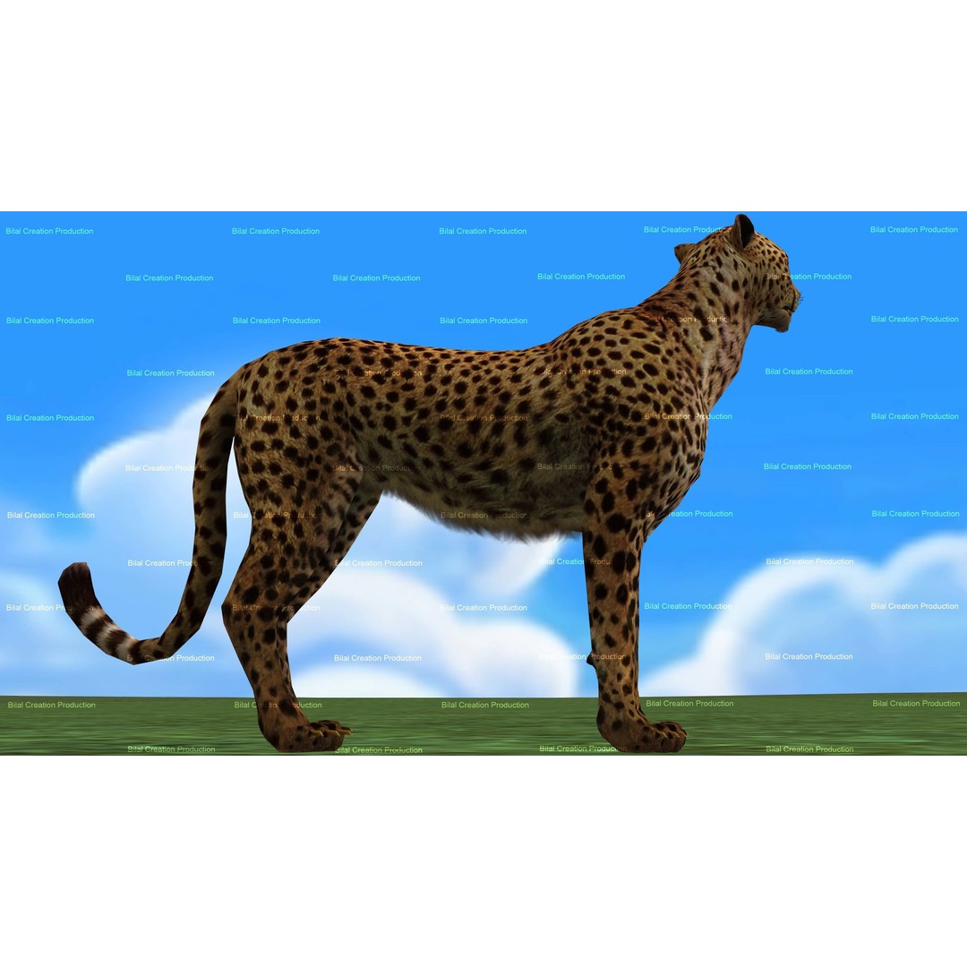 Cheetah 3D Model – Low Poly Rigged Animated Character, FBX - View 12