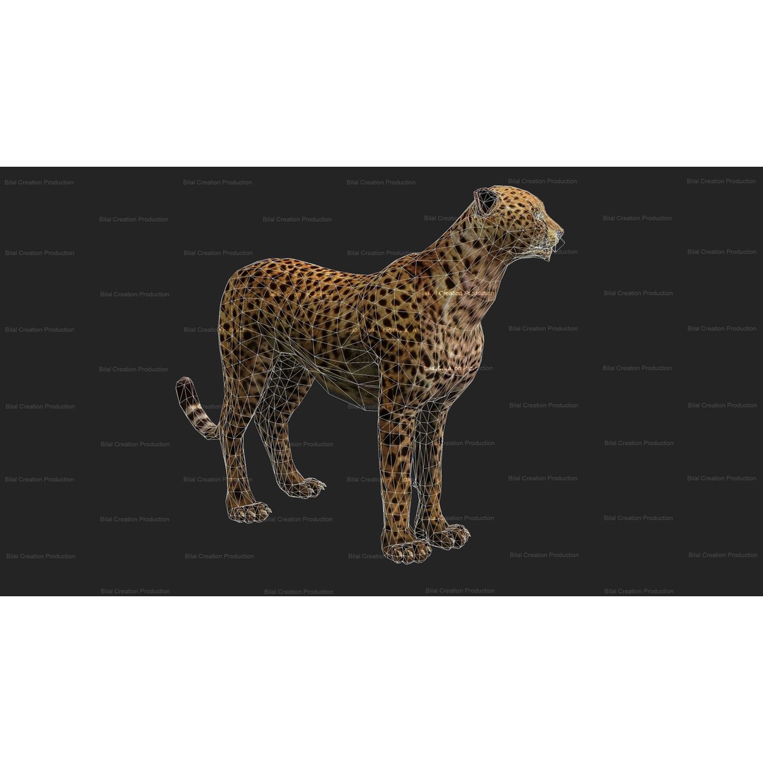 Cheetah 3D Model – Low Poly Rigged Animated Character, FBX - View 19
