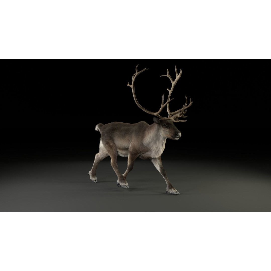 Reindeer Male and Female 3D Model – Animated Rigged Characters, Blender - View 19
