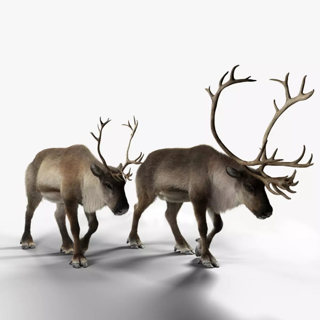 Reindeer Male and Female 3D Model – Animated Rigged Characters, Blender - View 2