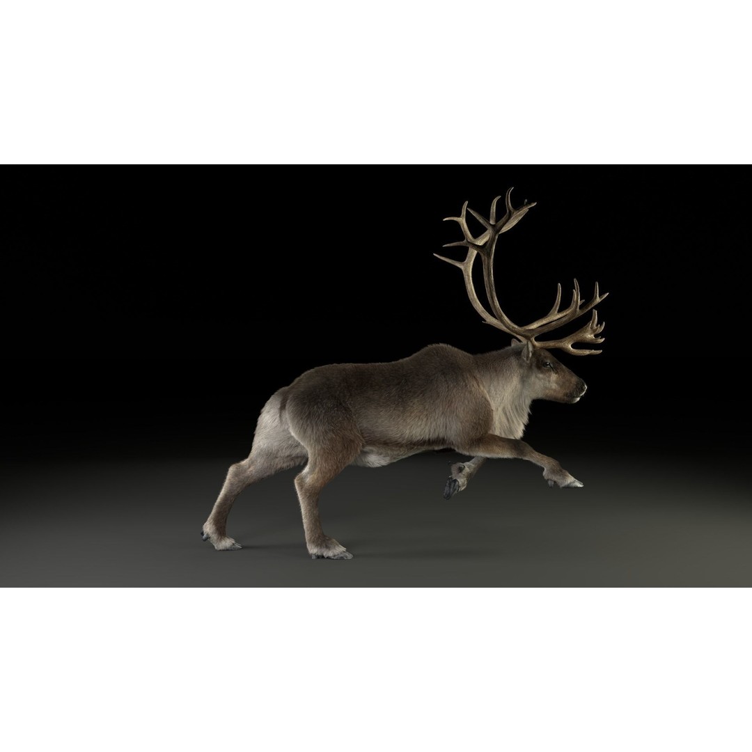 Reindeer Male and Female 3D Model – Animated Rigged Characters, Blender - View 20