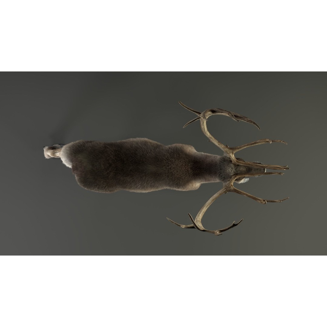 Reindeer Male and Female 3D Model – Animated Rigged Characters, Blender - View 21