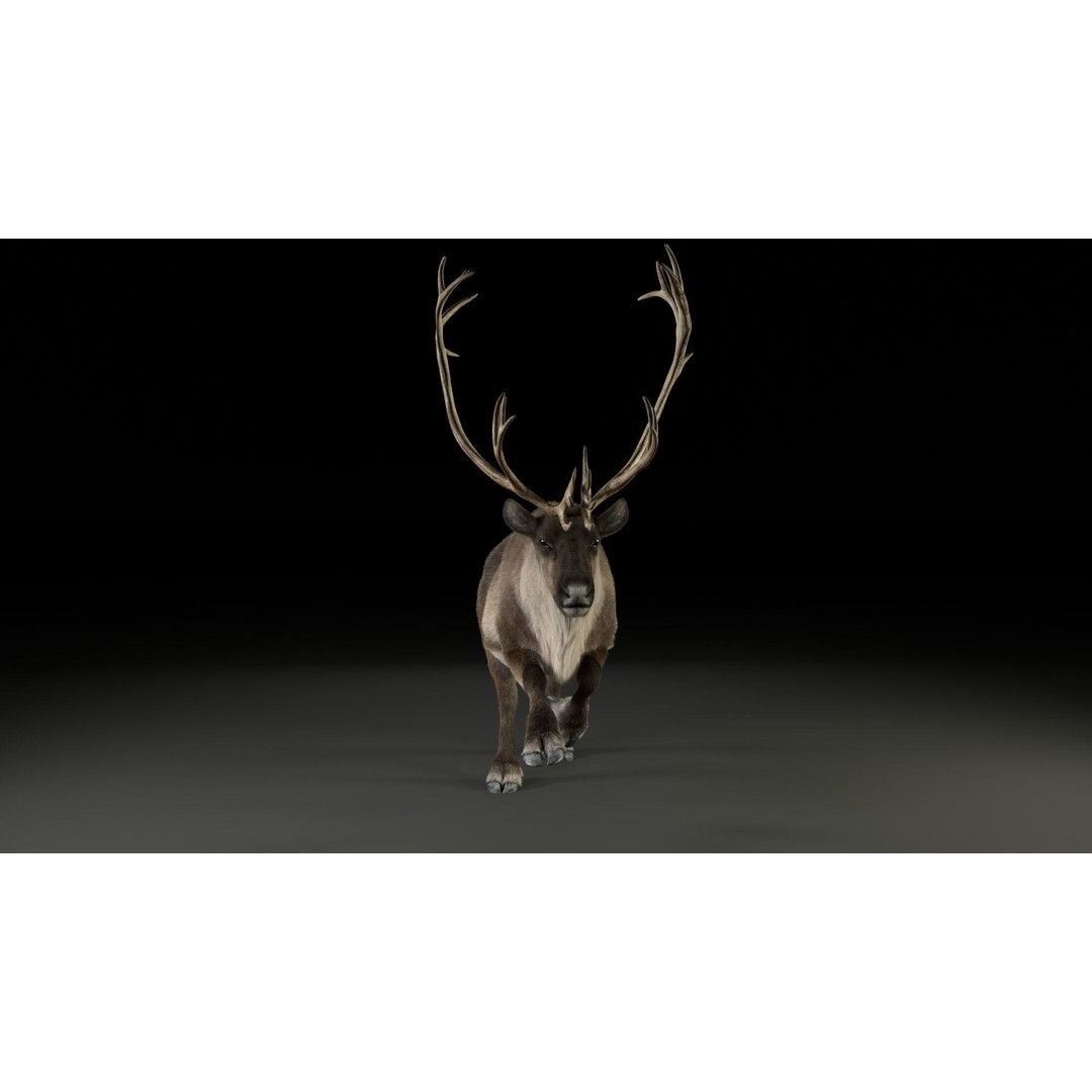 Reindeer Male and Female 3D Model – Animated Rigged Characters, Blender - View 22