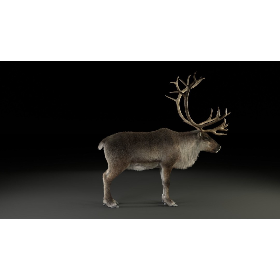 Reindeer Male and Female 3D Model – Animated Rigged Characters, Blender - View 23
