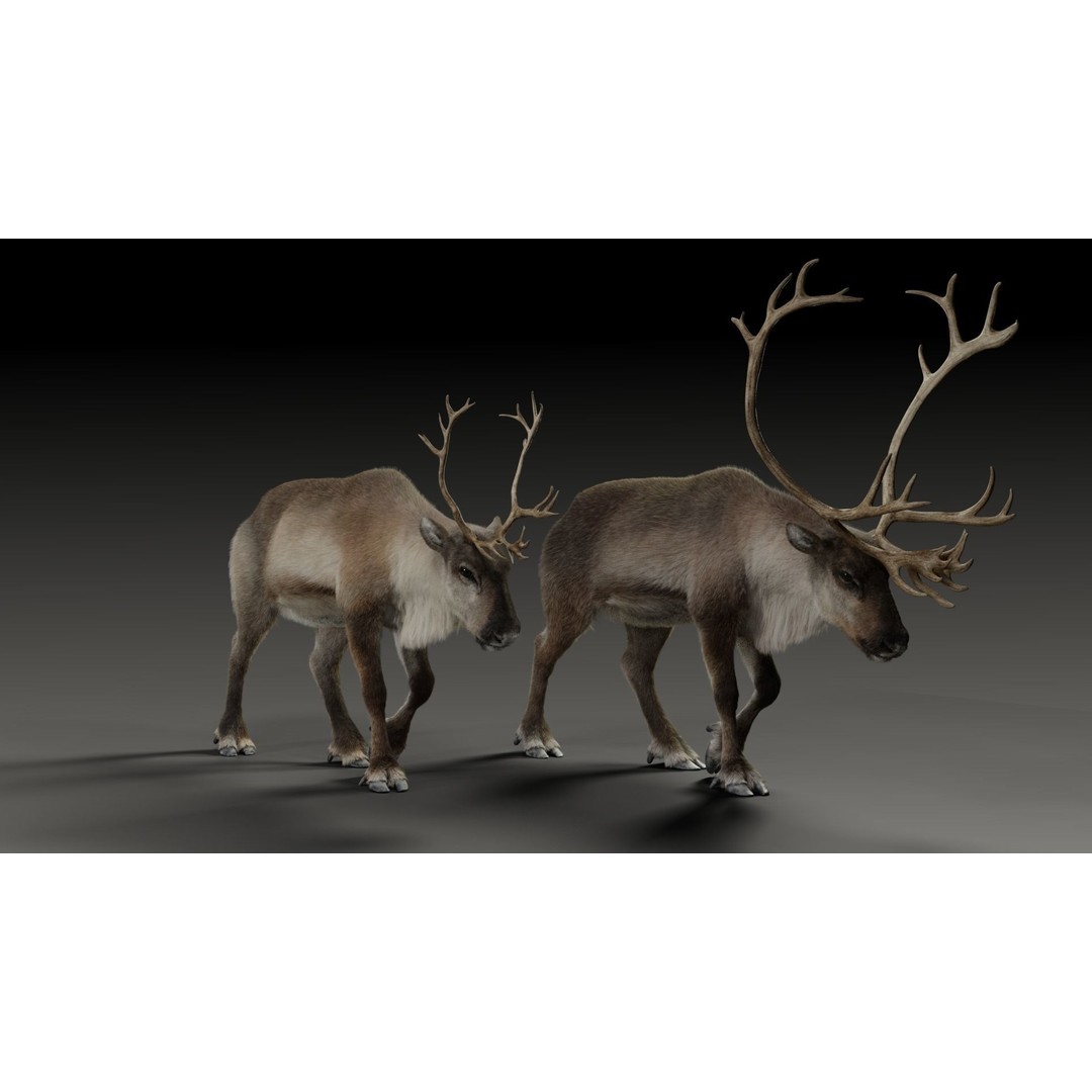 Reindeer Male and Female 3D Model – Animated Rigged Characters, Blender - View 3