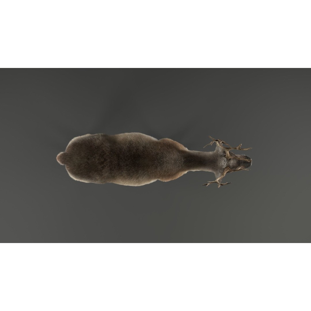 Reindeer Male and Female 3D Model – Animated Rigged Characters, Blender - View 4