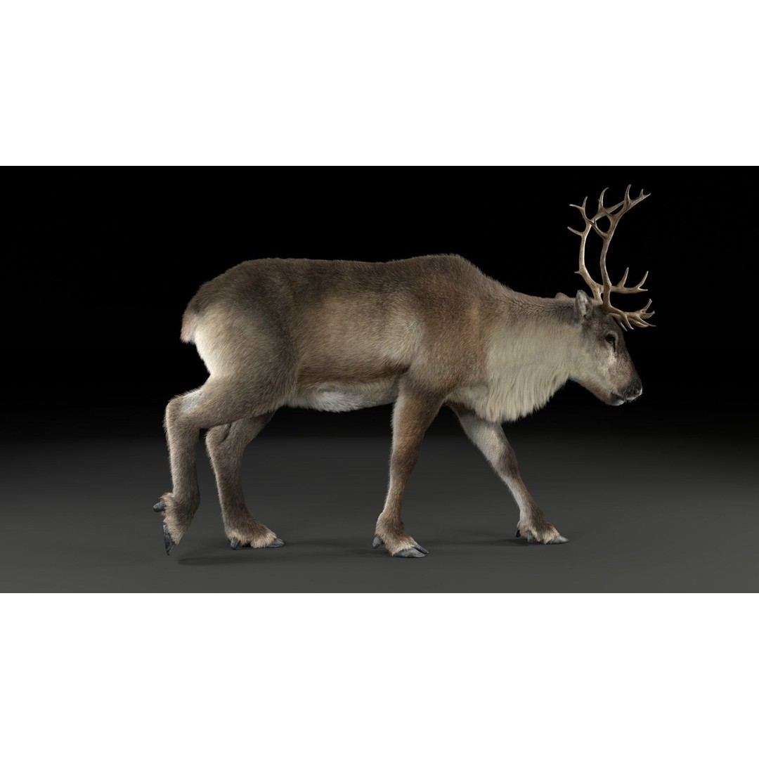 Reindeer Male and Female 3D Model – Animated Rigged Characters, Blender - View 5