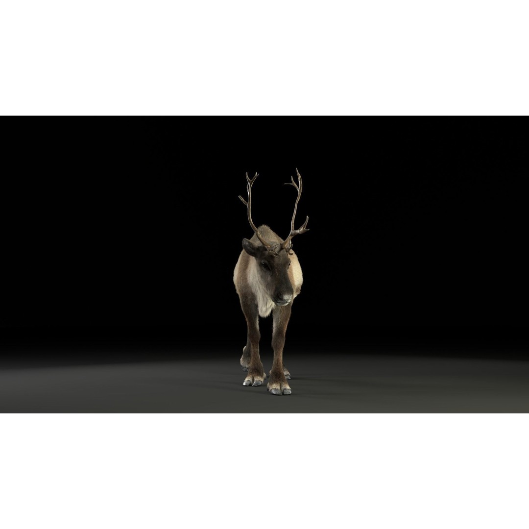 Reindeer Male and Female 3D Model – Animated Rigged Characters, Blender - View 6