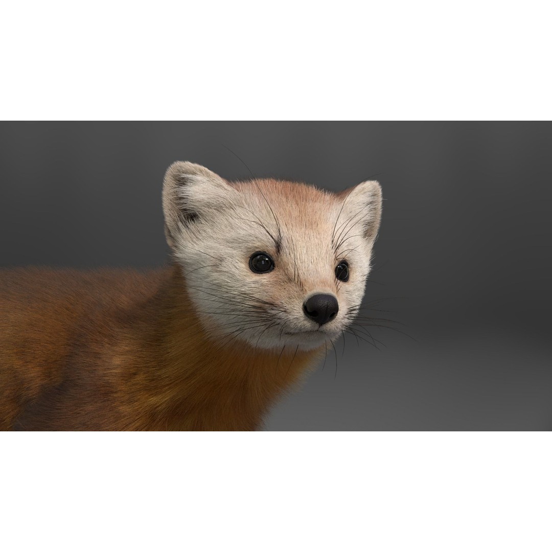 American Marten 3D Model – Animated Rigged Character with Textures - View 10