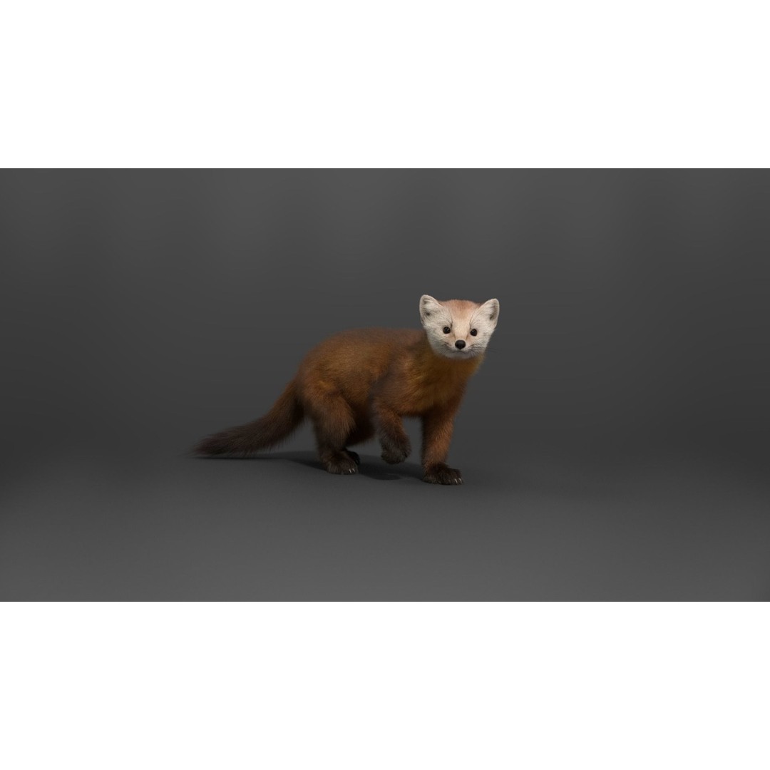 American Marten 3D Model – Animated Rigged Character with Textures - View 11