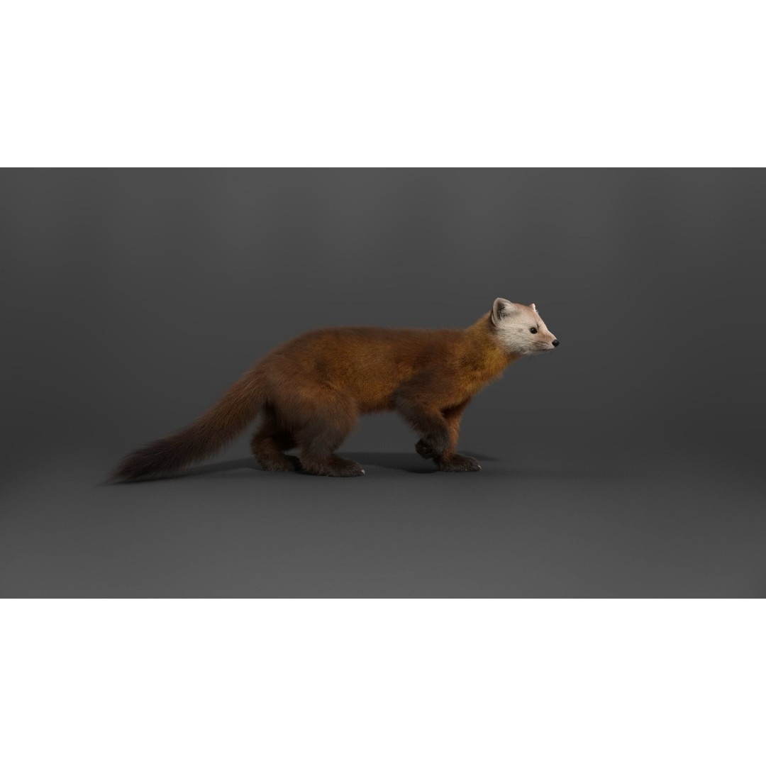 American Marten 3D Model – Animated Rigged Character with Textures - View 12