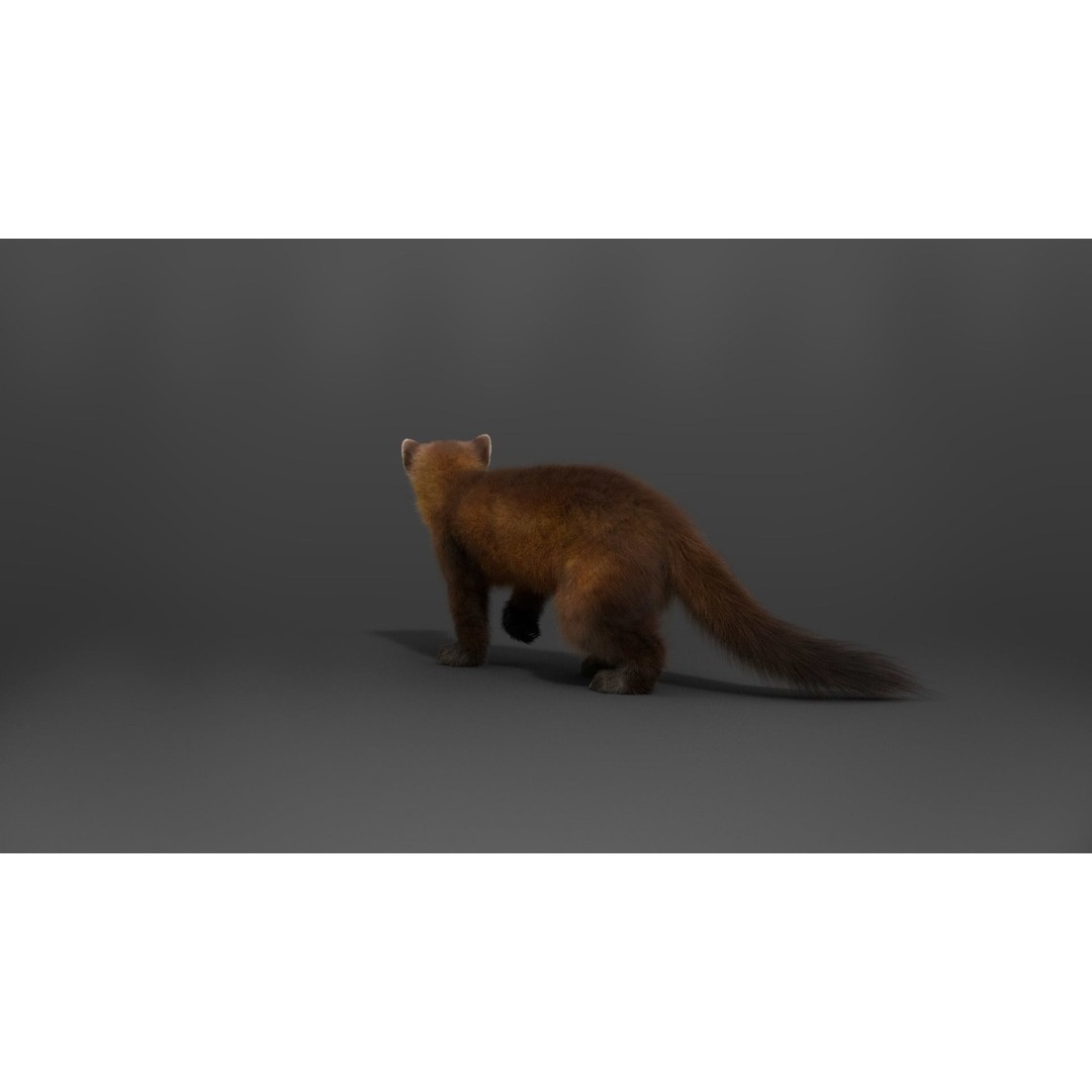 American Marten 3D Model – Animated Rigged Character with Textures - View 13