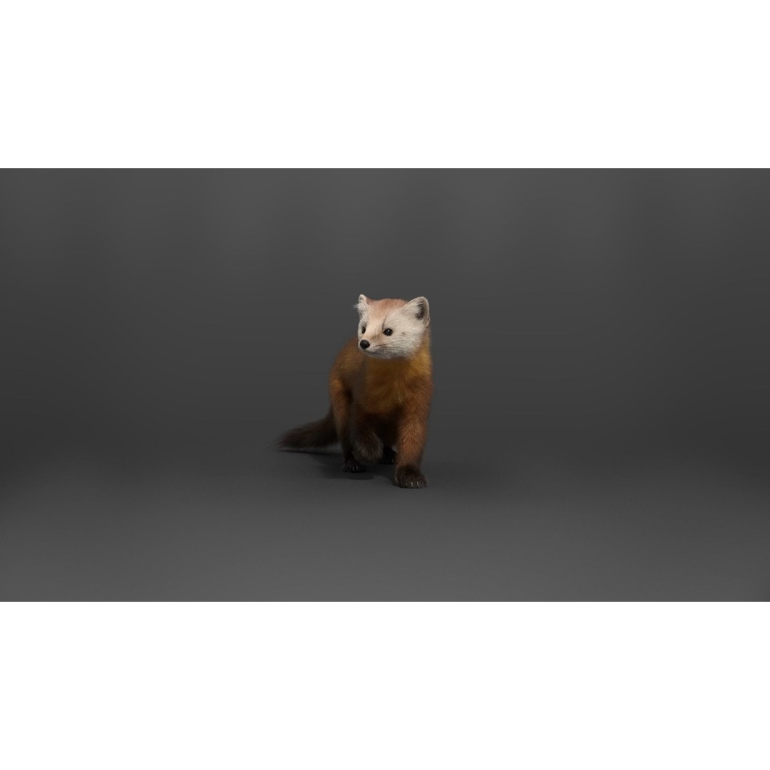 American Marten 3D Model – Animated Rigged Character with Textures - View 14