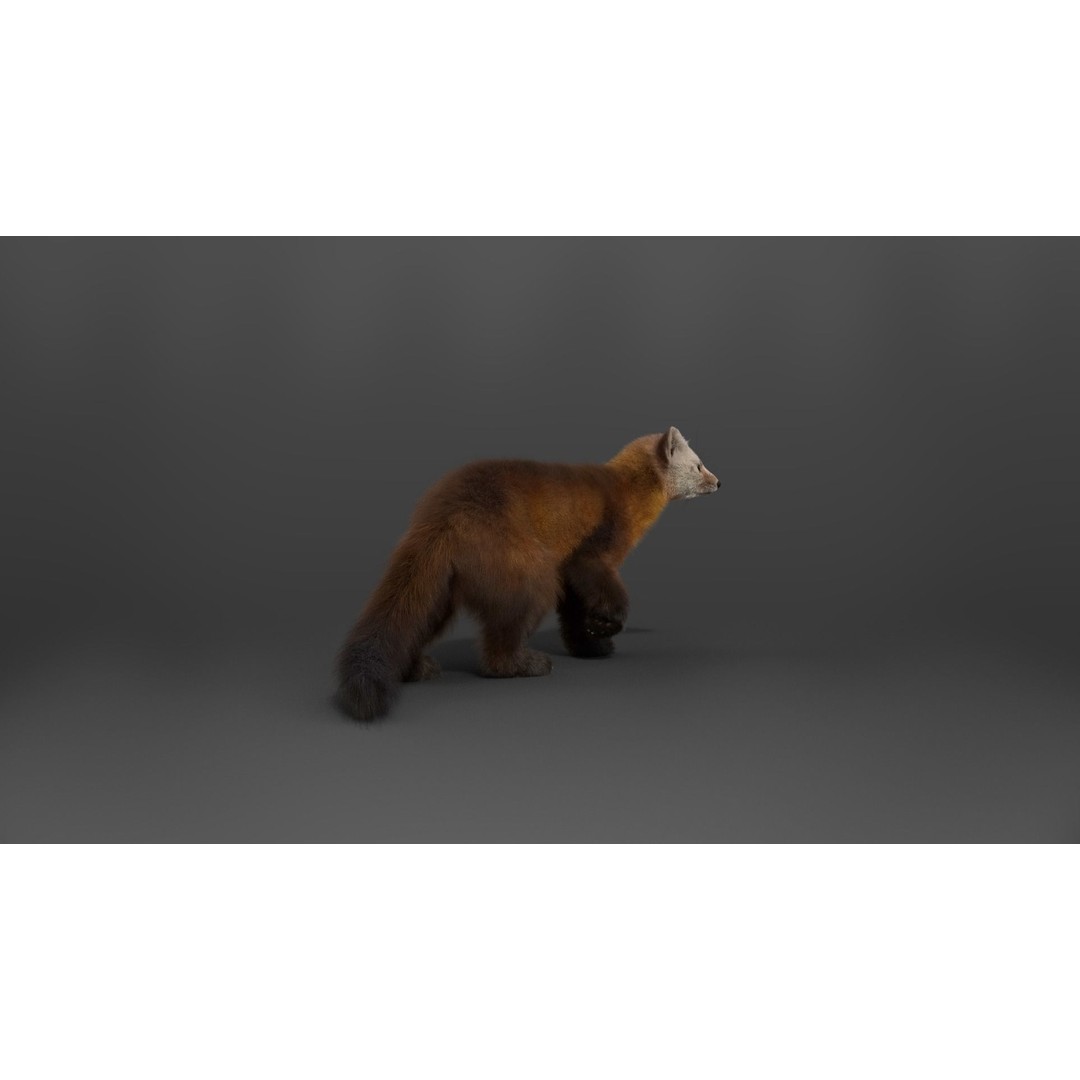 American Marten 3D Model – Animated Rigged Character with Textures - View 15