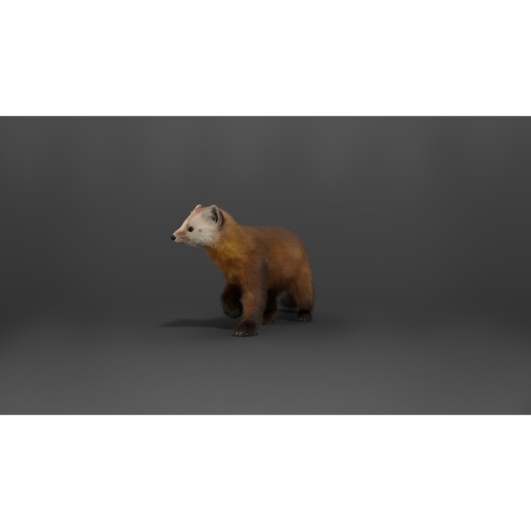 American Marten 3D Model – Animated Rigged Character with Textures - View 16