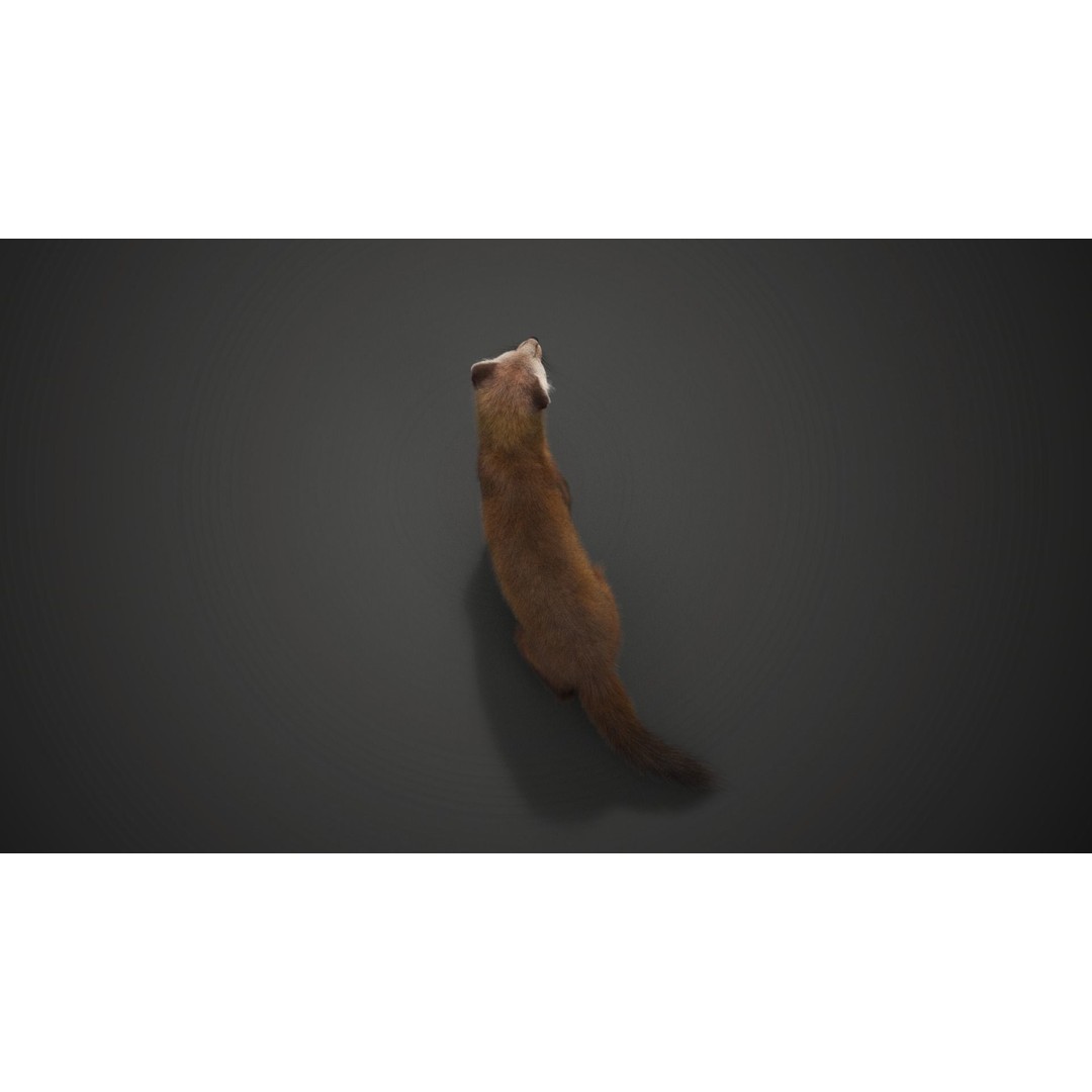 American Marten 3D Model – Animated Rigged Character with Textures - View 17