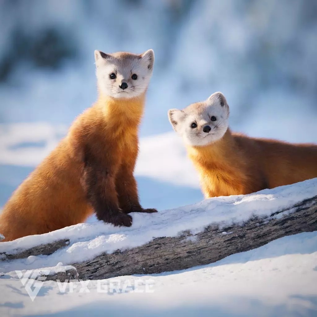American Marten 3D Model – Animated Rigged Character with Textures - View 2
