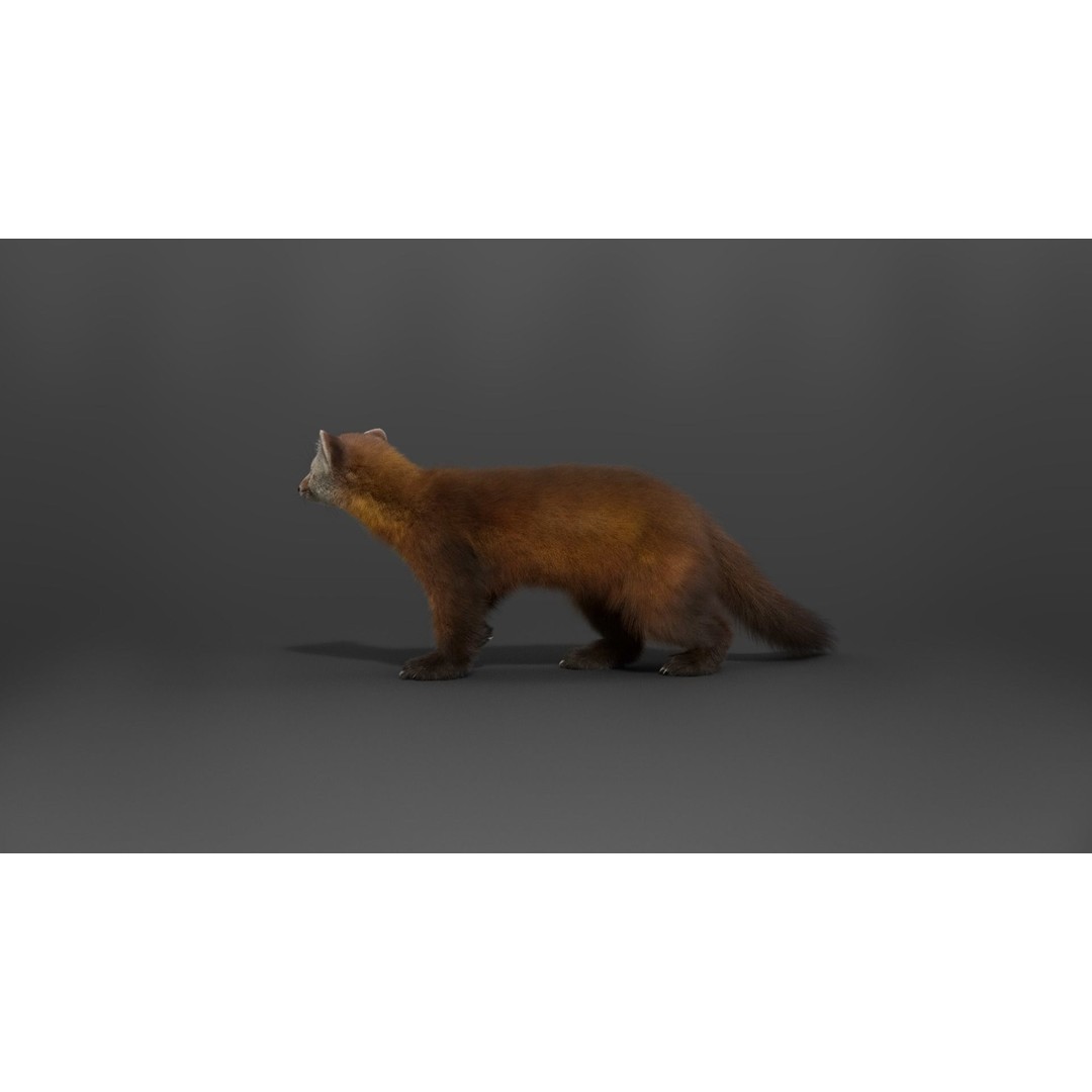 American Marten 3D Model – Animated Rigged Character with Textures - View 22