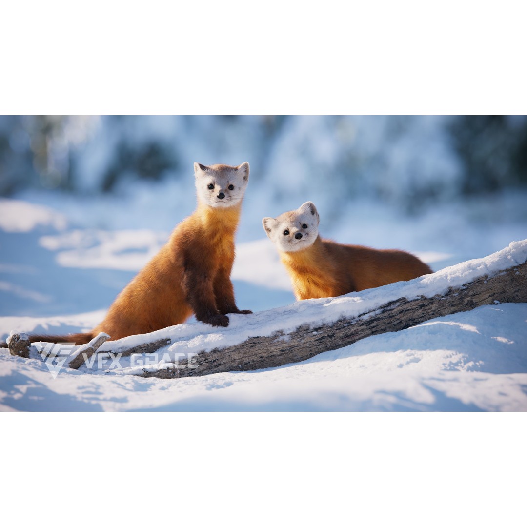 American Marten 3D Model – Animated Rigged Character with Textures - View 3