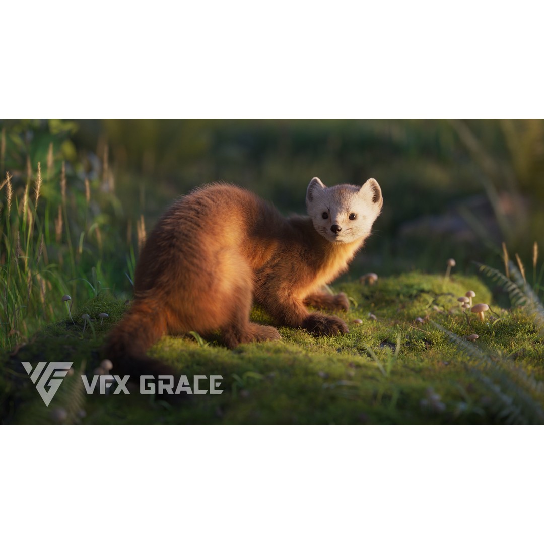 American Marten 3D Model – Animated Rigged Character with Textures - View 5