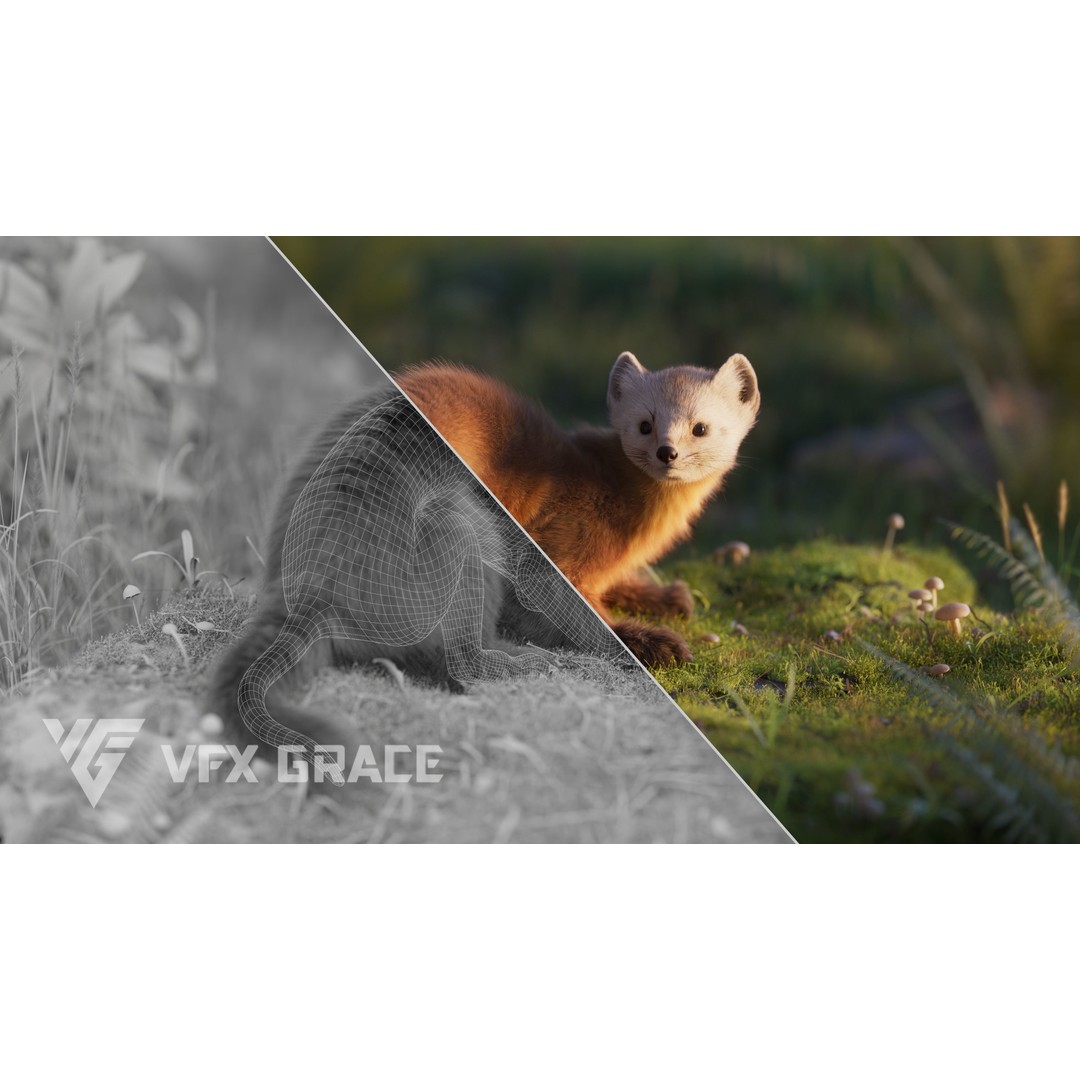 American Marten 3D Model – Animated Rigged Character with Textures - View 6