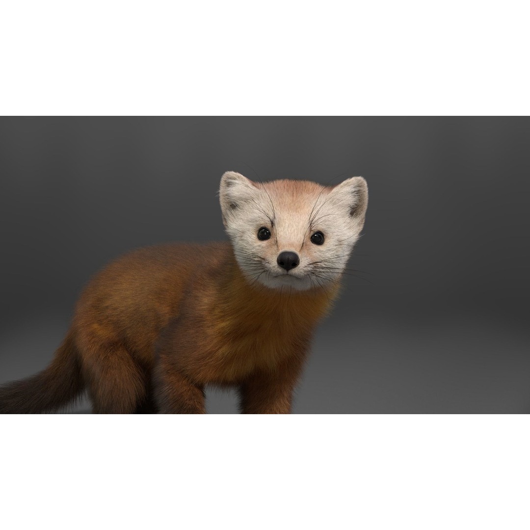 American Marten 3D Model – Animated Rigged Character with Textures - View 7