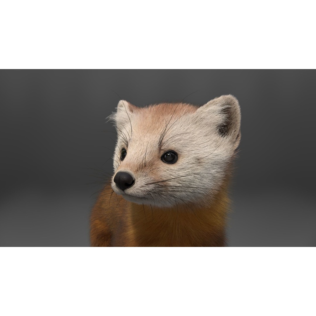 American Marten 3D Model – Animated Rigged Character with Textures - View 8