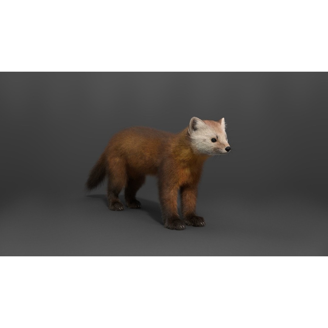 American Marten 3D Model – Animated Rigged Character with Textures - View 9