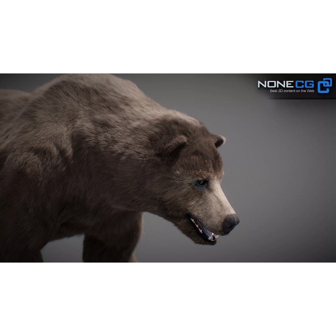 Animated Bear 3D Model – Rigged Game-Ready Asset, FBX, OBJ - View 11