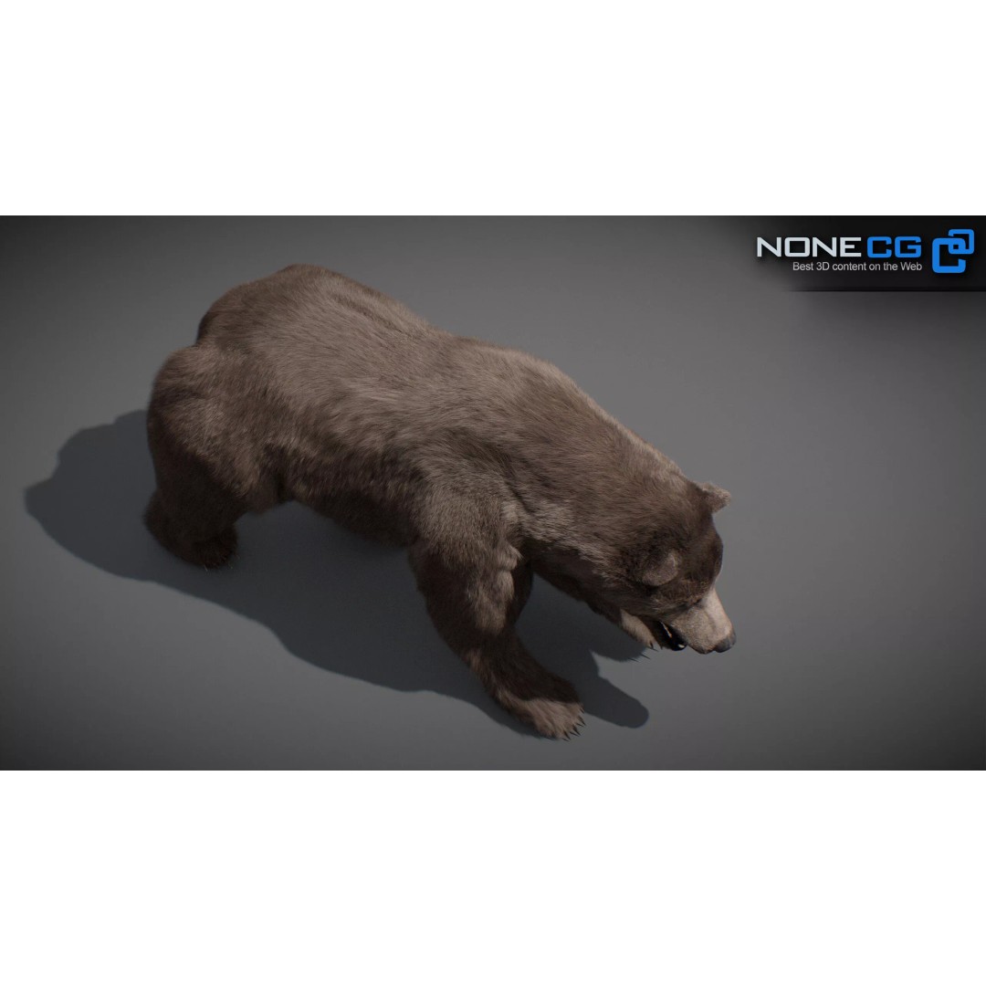 Animated Bear 3D Model – Rigged Game-Ready Asset, FBX, OBJ - View 21