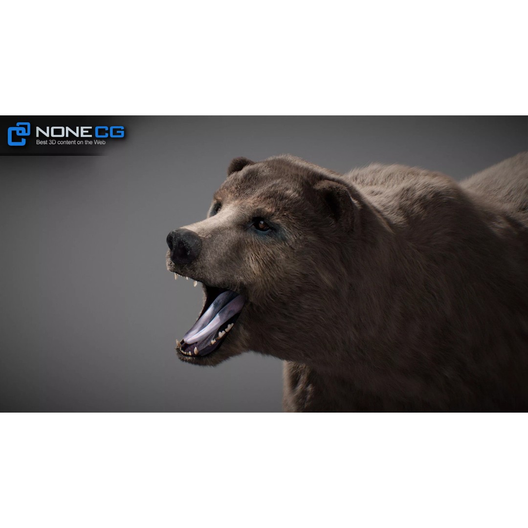 Animated Bear 3D Model – Rigged Game-Ready Asset, FBX, OBJ - View 3