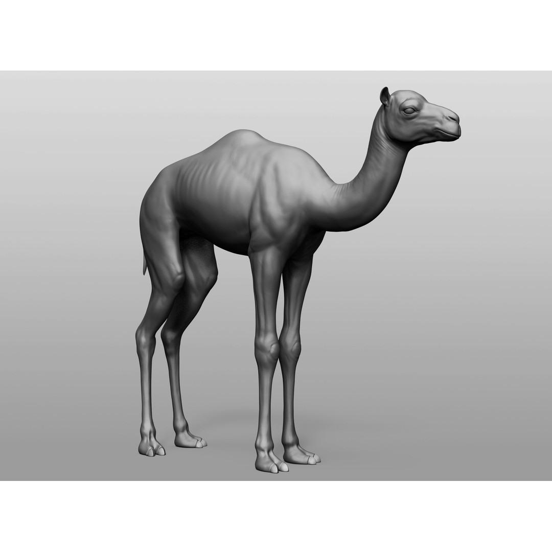 Domestic Baby Animals 3D Model – Realistic Farm Animals, OBJ & ZTL - View 25