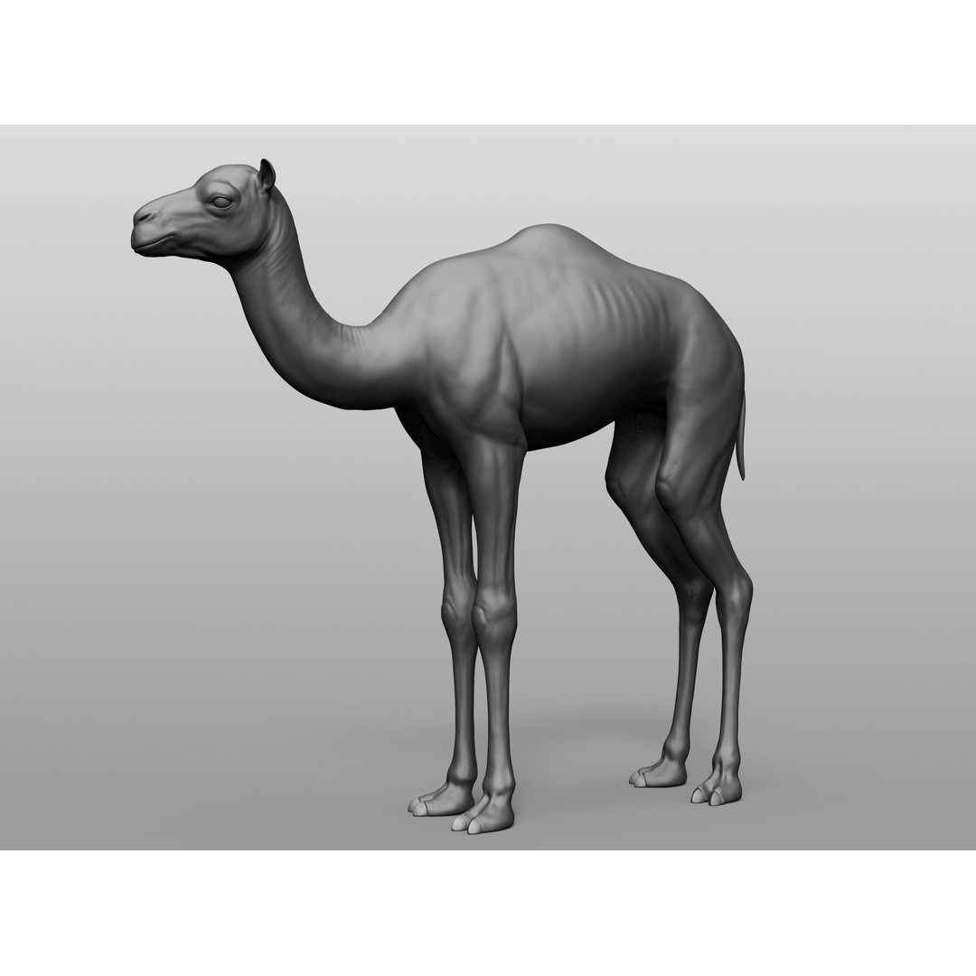 Domestic Baby Animals 3D Model – Realistic Farm Animals, OBJ & ZTL - View 26