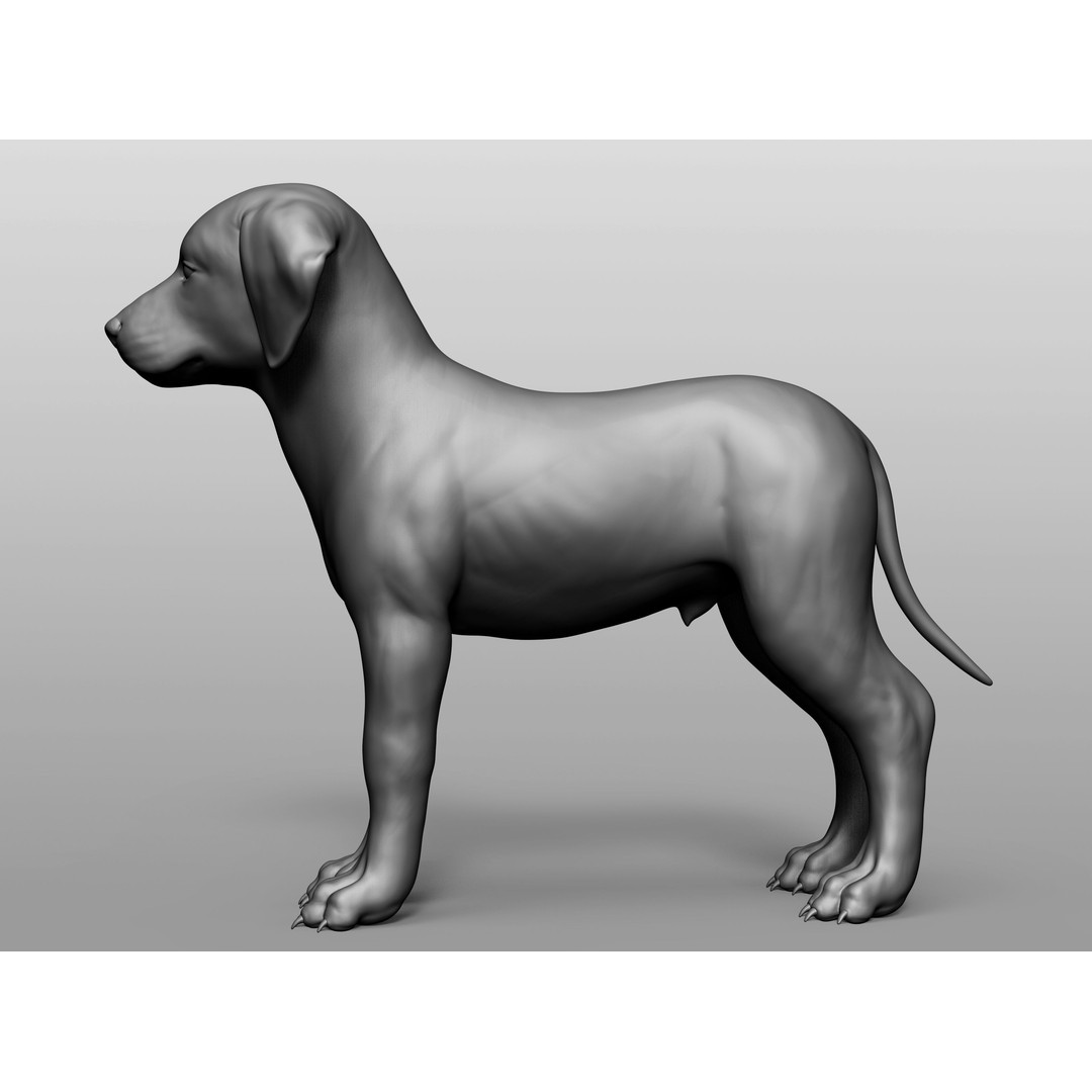 Domestic Baby Animals 3D Model – Realistic Farm Animals, OBJ & ZTL - View 69