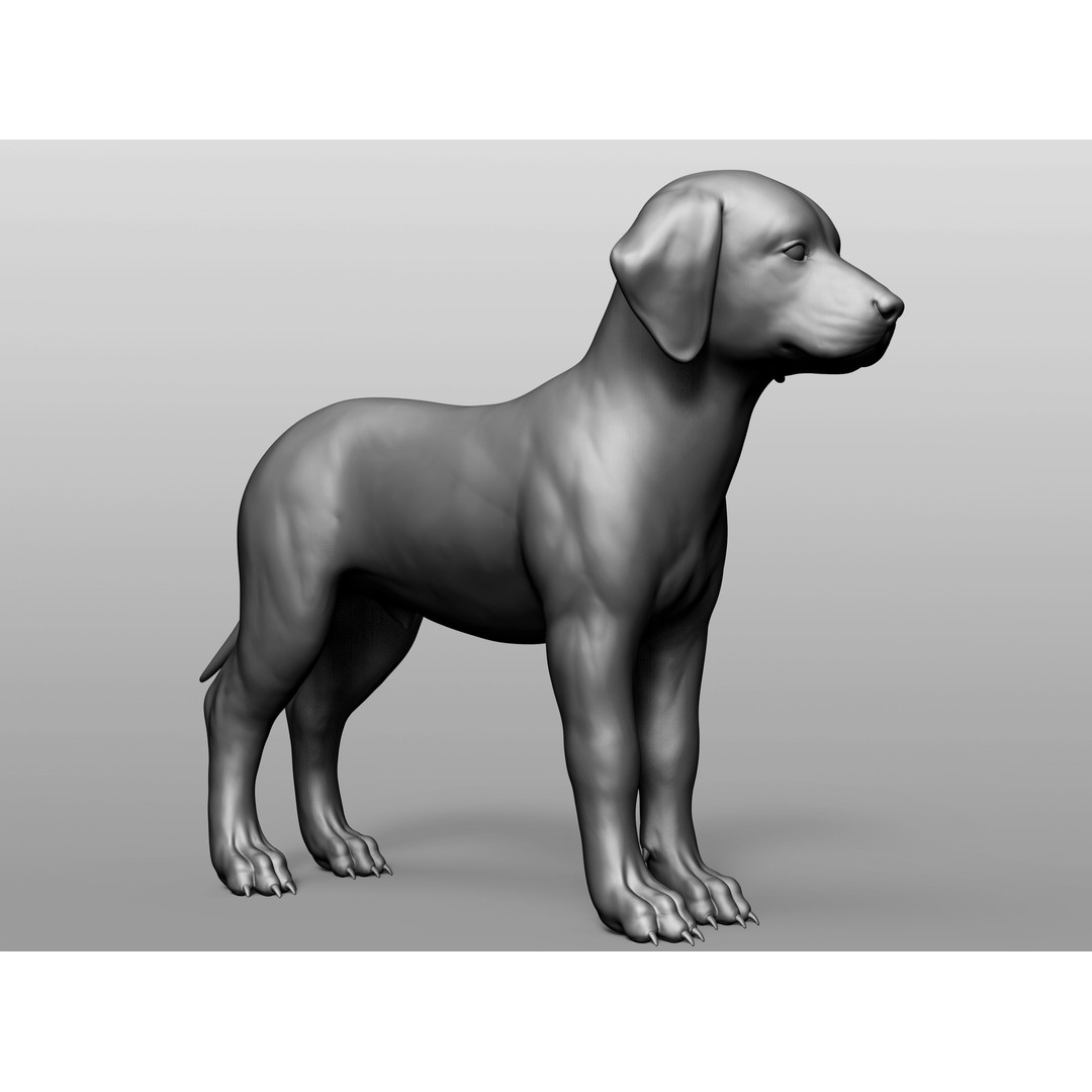 Domestic Baby Animals 3D Model – Realistic Farm Animals, OBJ & ZTL - View 70
