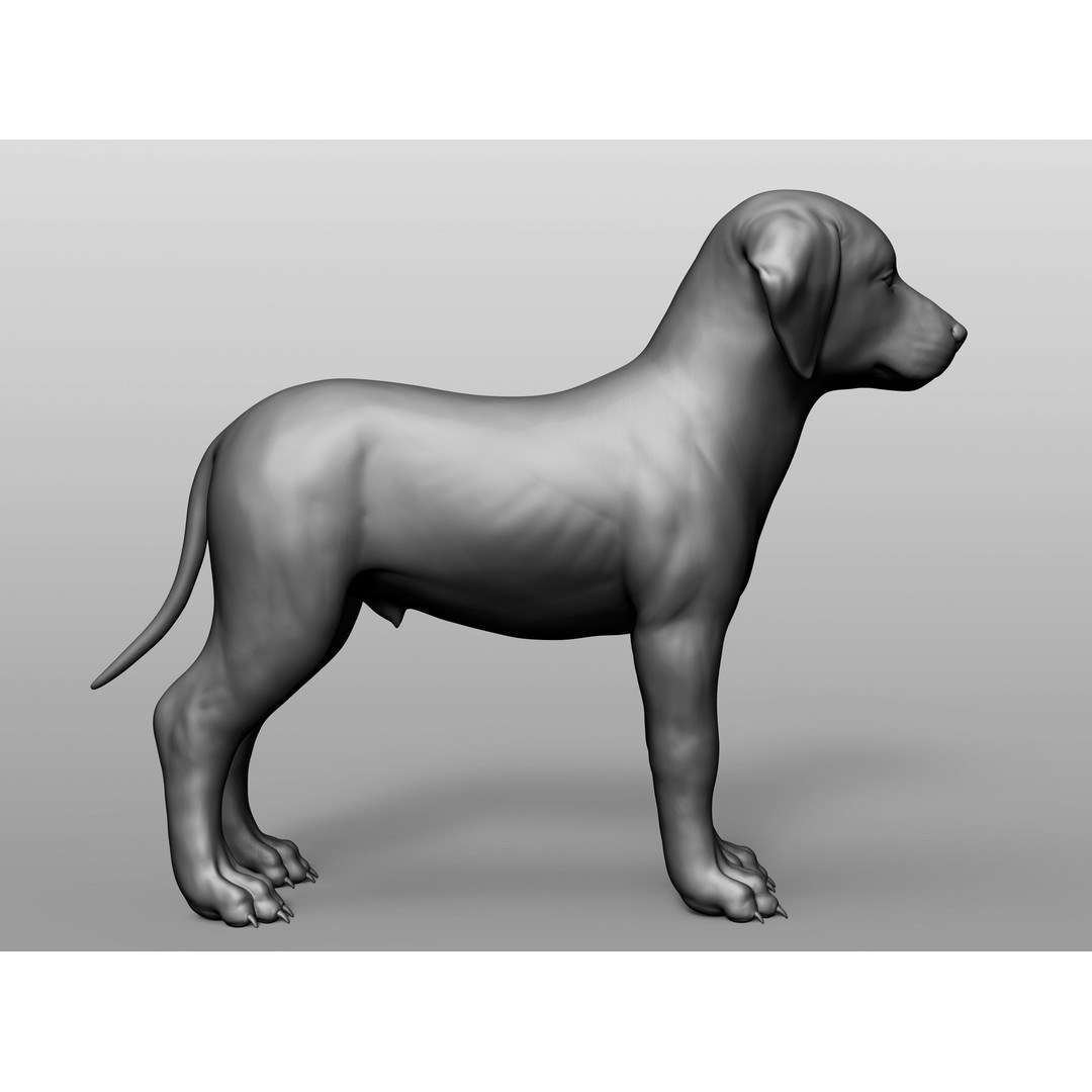 Domestic Baby Animals 3D Model – Realistic Farm Animals, OBJ & ZTL - View 71