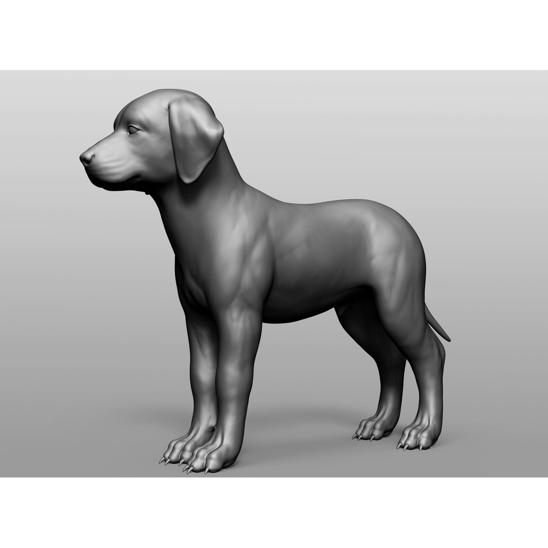 Domestic Baby Animals 3D Model – Realistic Farm Animals, OBJ & ZTL - View 72