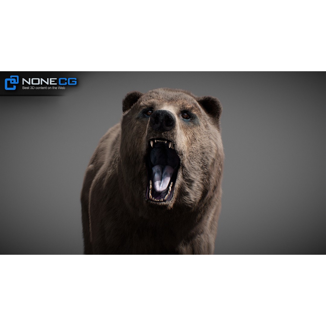 Animated Bear 3D Model – Rigged Grizzly & Polar Bears, FBX - View 13