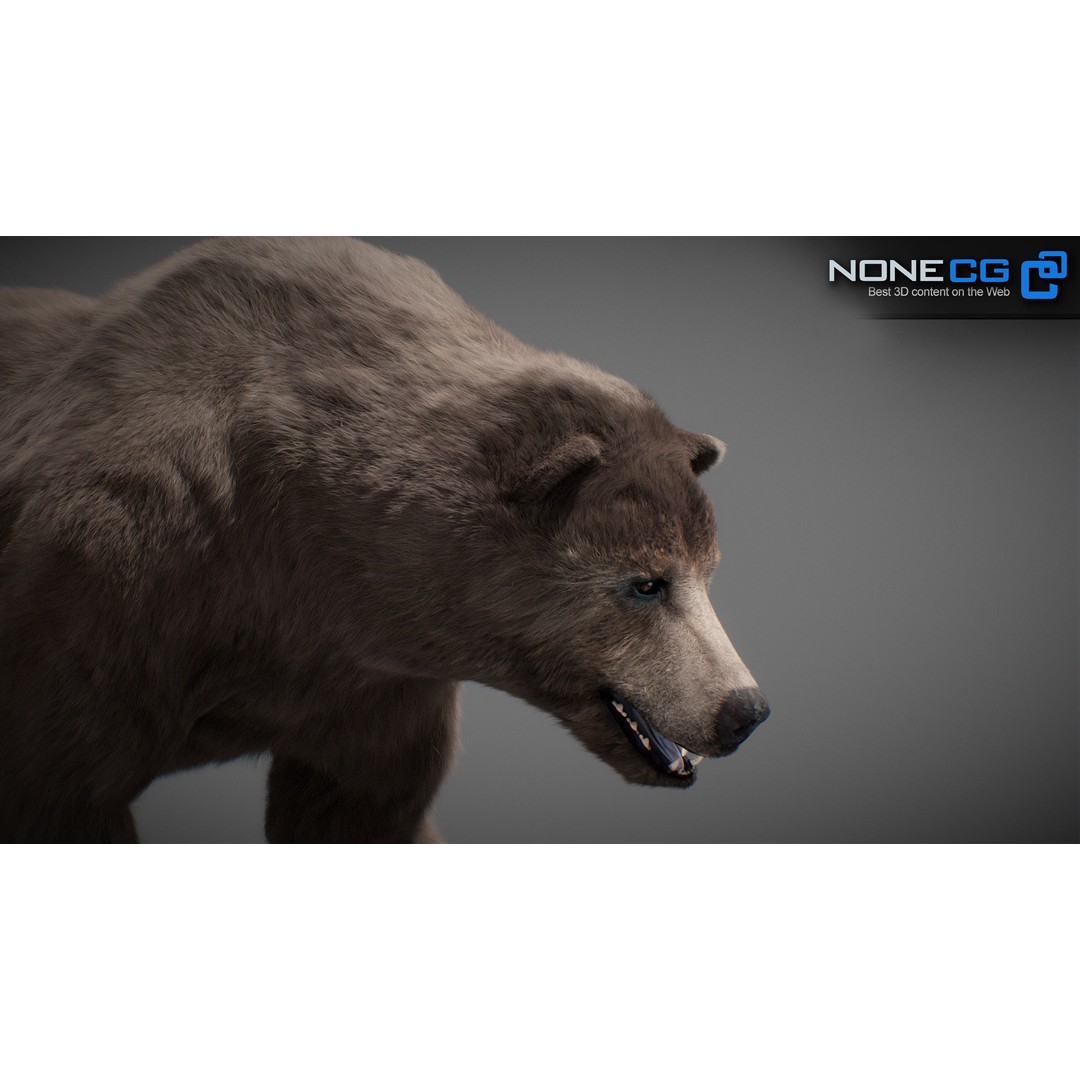 Animated Bear 3D Model – Rigged Grizzly & Polar Bears, FBX - View 16