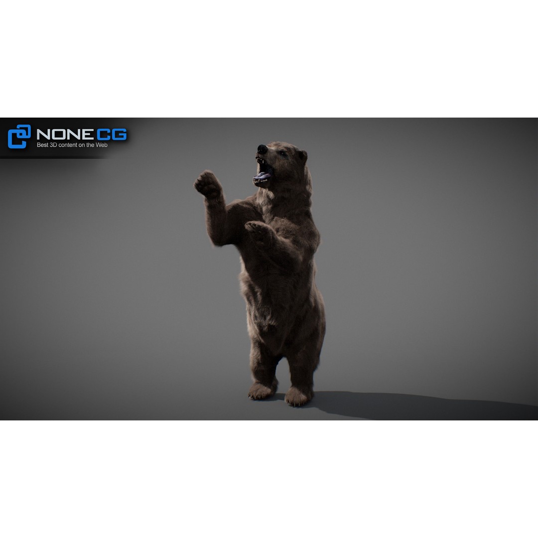 Animated Bear 3D Model – Rigged Grizzly & Polar Bears, FBX - View 18