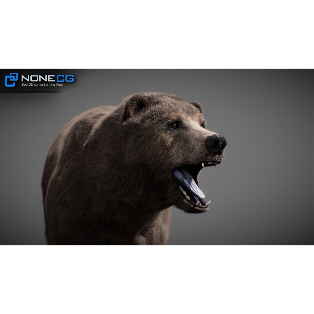 Animated Bear 3D Model – Rigged Grizzly & Polar Bears, FBX - View 24