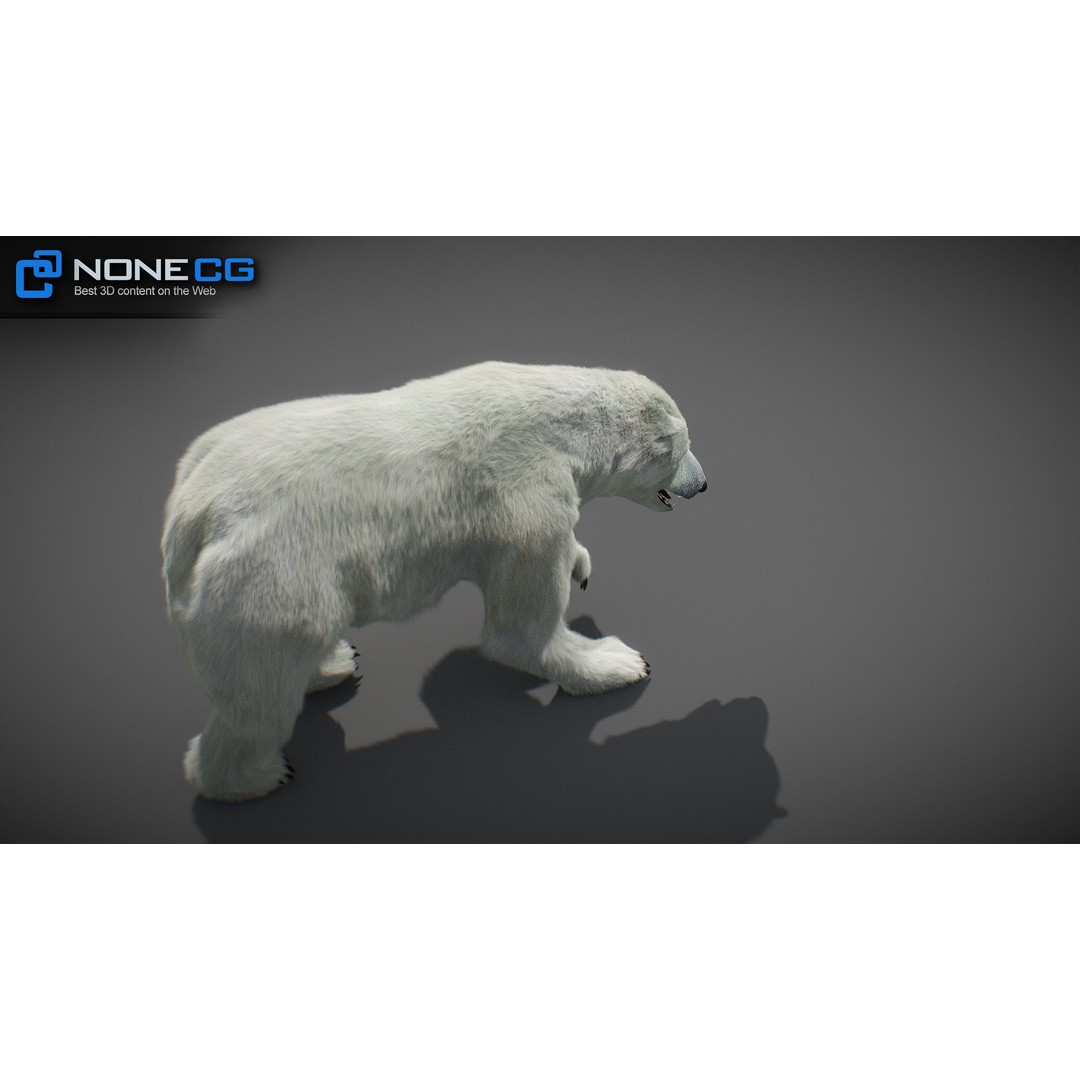 Animated Bear 3D Model – Rigged Grizzly & Polar Bears, FBX - View 27
