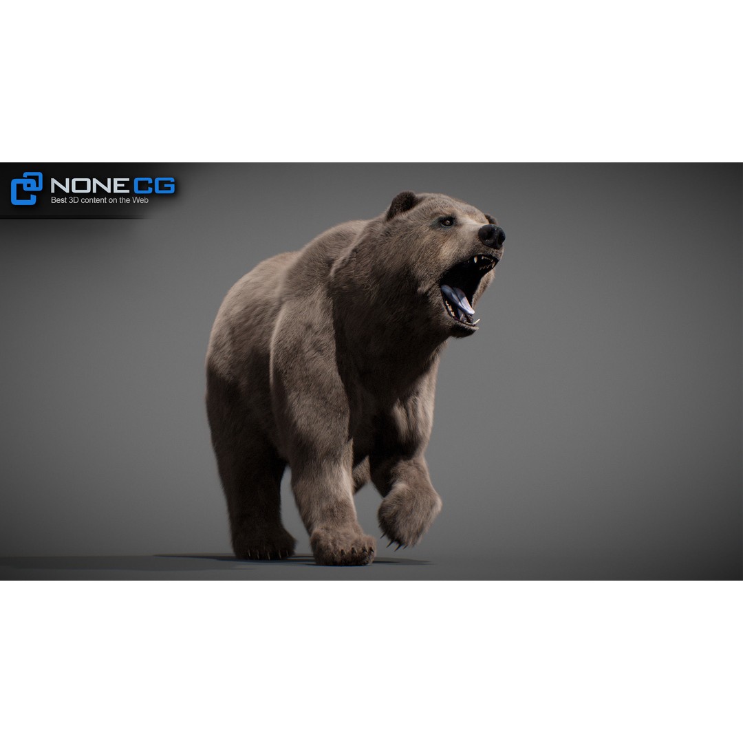 Animated Bear 3D Model – Rigged Grizzly & Polar Bears, FBX - View 28