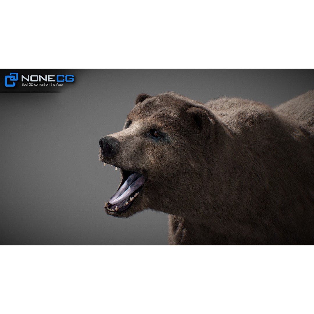 Animated Bear 3D Model – Rigged Grizzly & Polar Bears, FBX - View 3