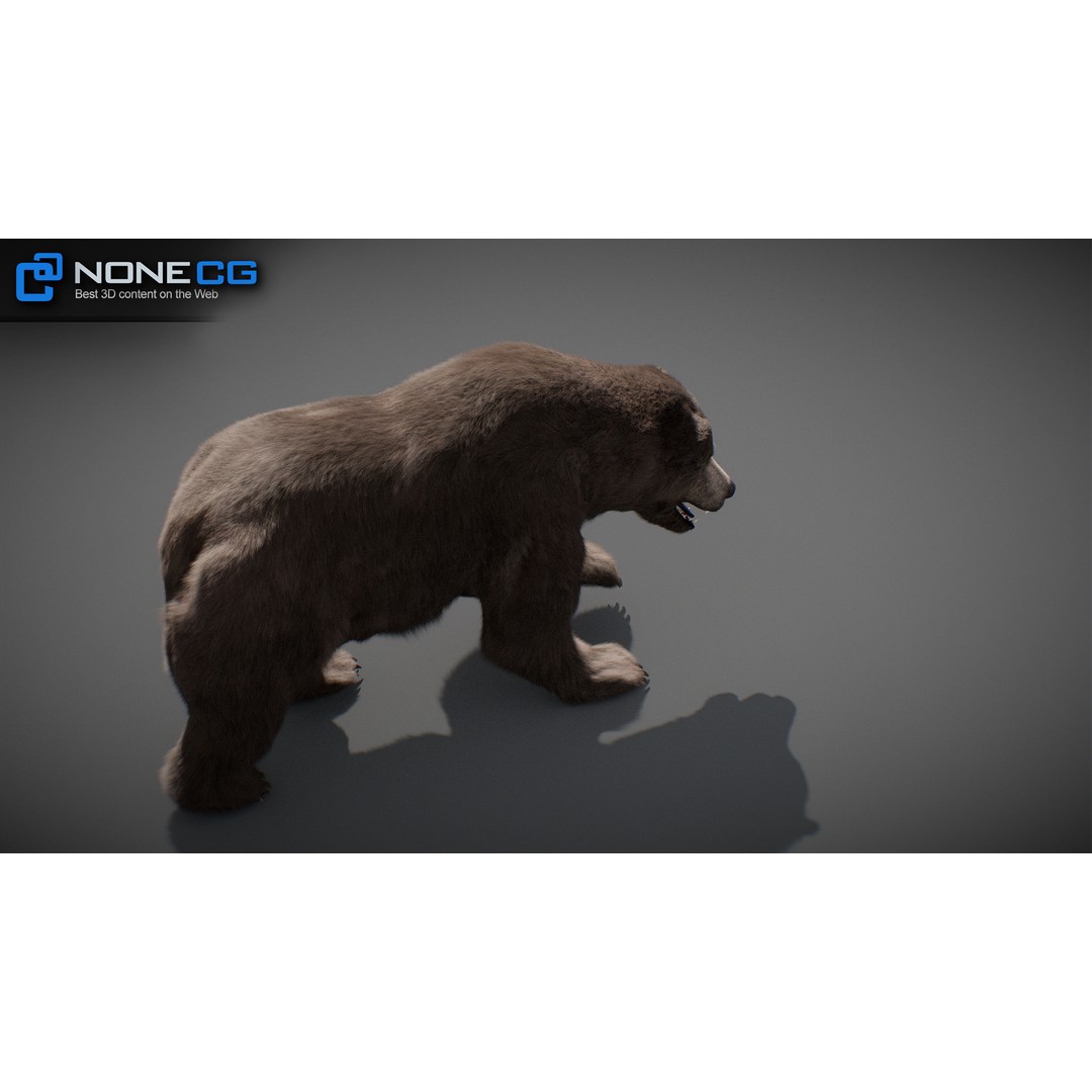 Animated Bear 3D Model – Rigged Grizzly & Polar Bears, FBX - View 30