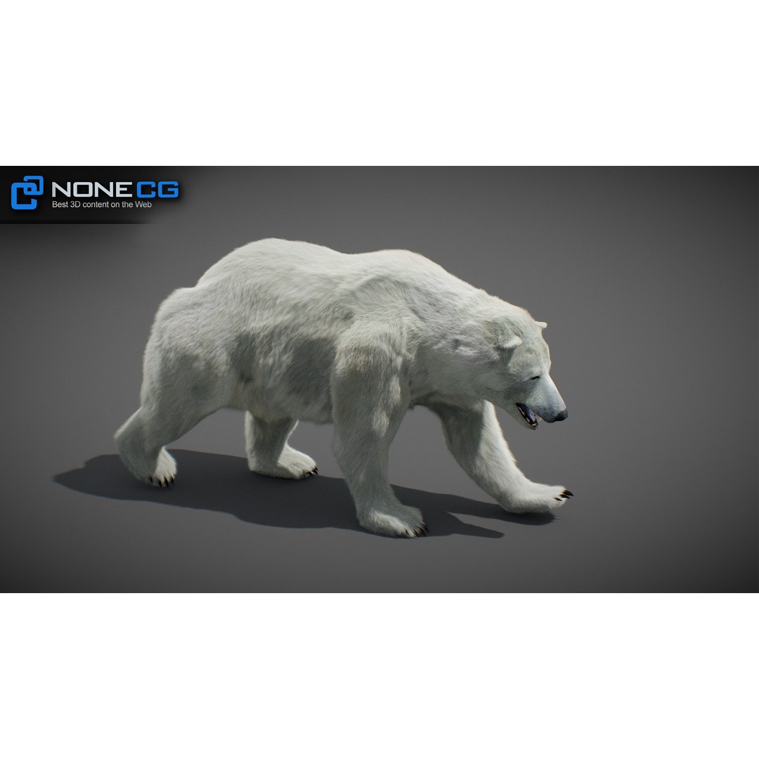 Animated Bear 3D Model – Rigged Grizzly & Polar Bears, FBX - View 31