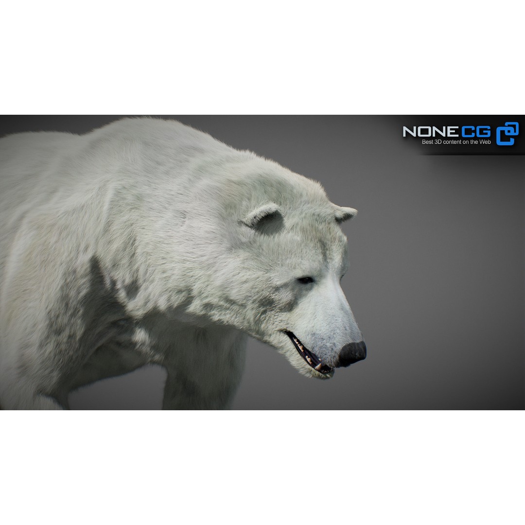 Animated Bear 3D Model – Rigged Grizzly & Polar Bears, FBX - View 4