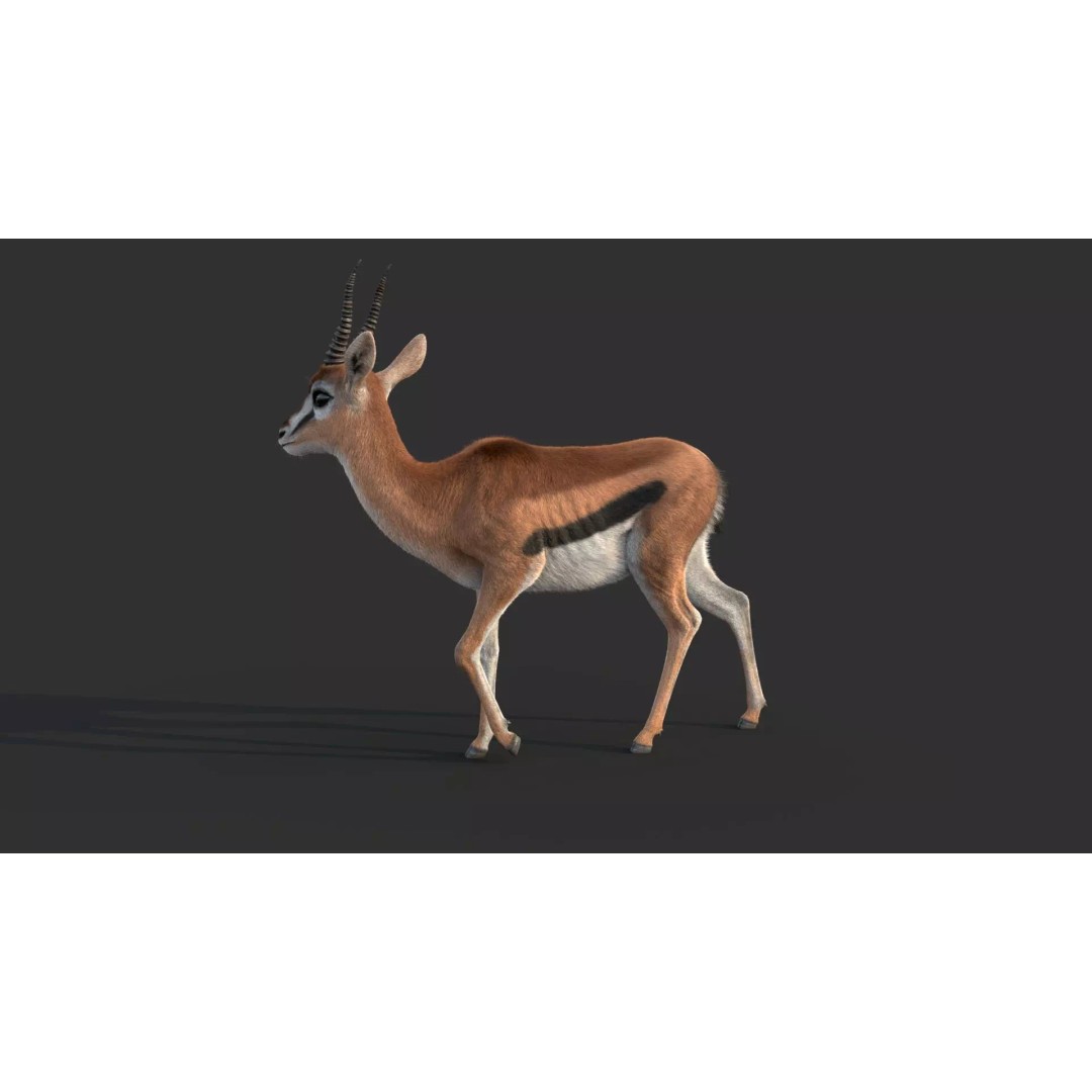 Gazelle 3D Model – Rigged High-Detail Animal Asset, Maya - View 10