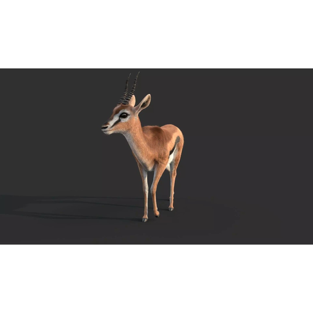 Gazelle 3D Model – Rigged High-Detail Animal Asset, Maya - View 11