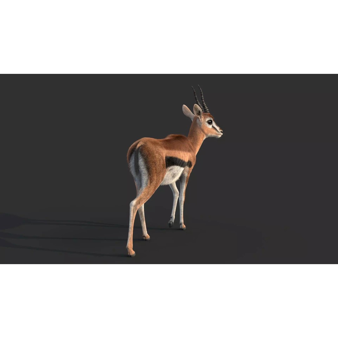 Gazelle 3D Model – Rigged High-Detail Animal Asset, Maya - View 12